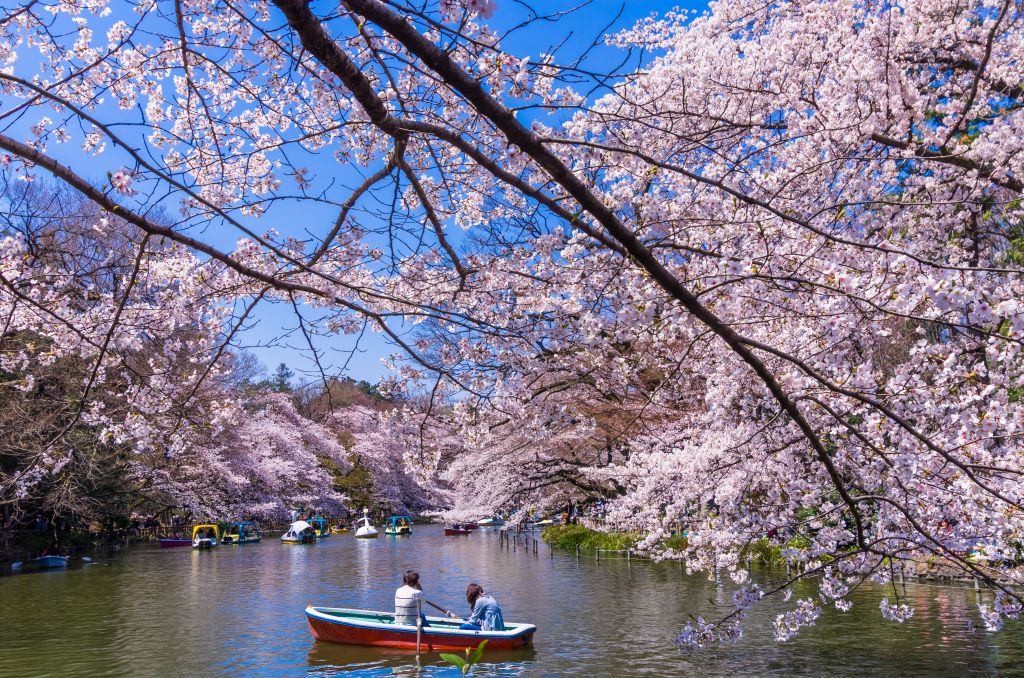 Na primavera, as flores de cerejeira tomam conta do Japão e dão o clima romântico picture cells/Shutterstock.com