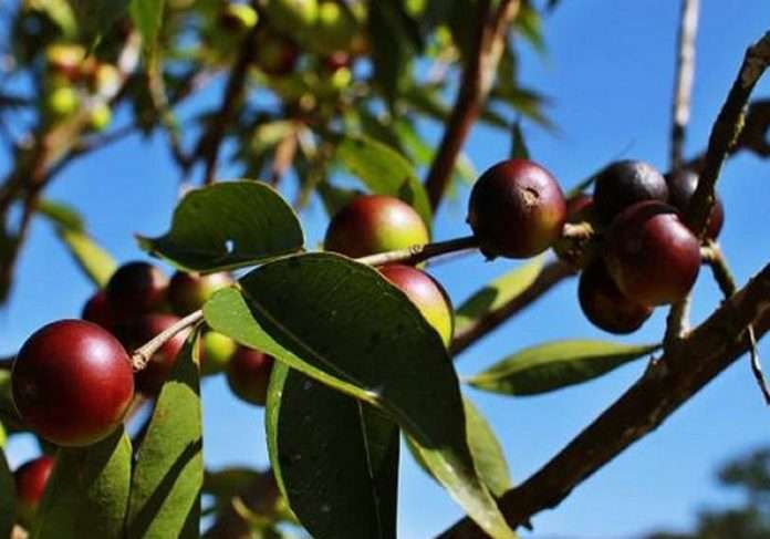 A fruta amazônica brasileira camu-camu será testada em 45 pacientes com câncer de pulmão e melanoma em combinação com imunoterapia (Foto: Embrapa)