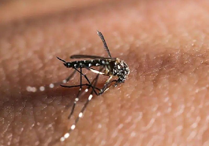 A vacina contra chikungunya é segura e gera reposta imune de 96%, revela ensaio fase 3 - Foto do mosquito transmissor Aedes aegypti: André Lucas Almeida / Futura Press / Veja
