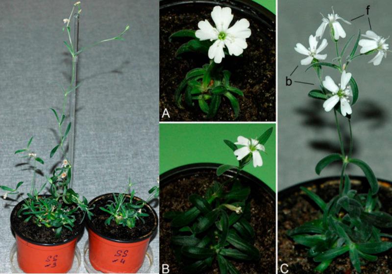 Esta é a planta mais antiga a ser regenerada, batendo o recorde anterior em cerca de 30.000 anos. Foto: Academia Nacional de Ciências / www.pnas.org