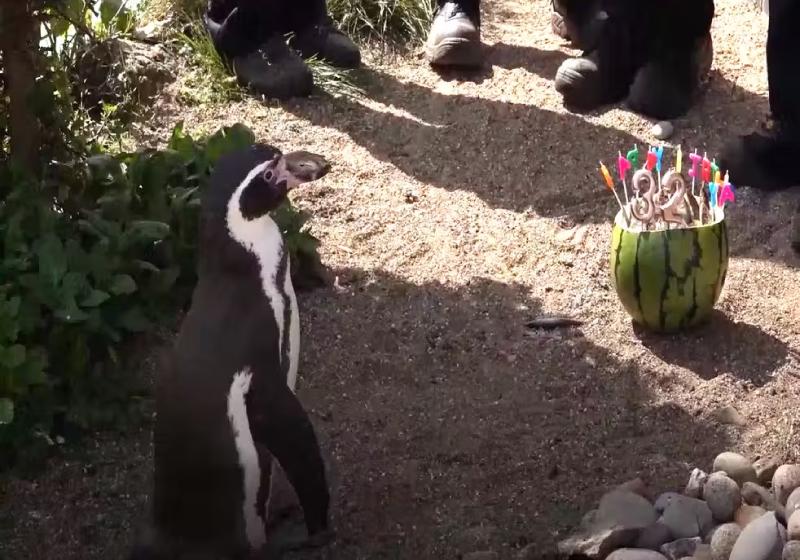 Rosie, o pinguim de Humboldt mais velho do mundo, comemorou os 32 anos - Foto: Zoológico Sewerby