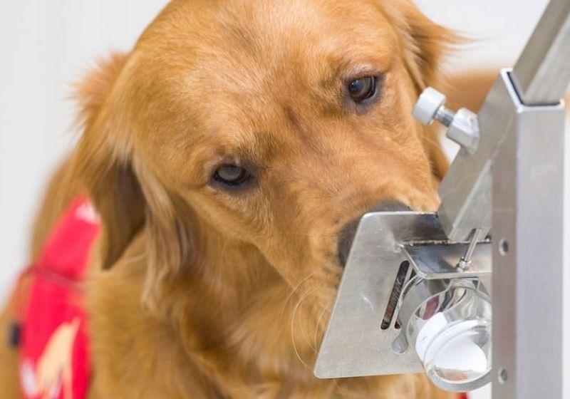Com esse incrível resultado, pesquisadores relataram que cães de detecção médica poderiam ser um método seguro. Foto: Divulgação