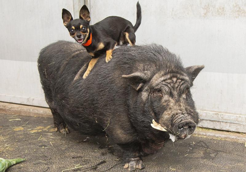 Timão e Pumba foram resgatados após o antigo tutor ser acusado de maus tratos - Foto: Arizona Humane Society