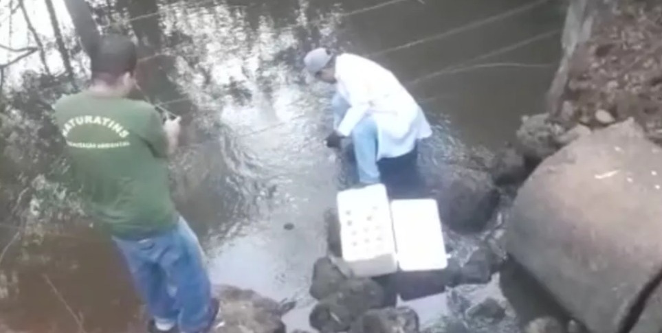 Equipes colhem amostras de água em rios no sul do estado para identificar o que causou a morte de peixes. (Foto: divulgação)