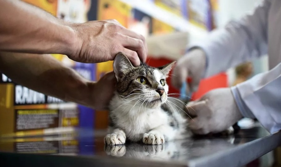 Gato é imunizado durante campanha de vacinação contra a raiva animal no Distrito Federal - imagem de arquivo - Foto: Andre Borges/Agência Brasília