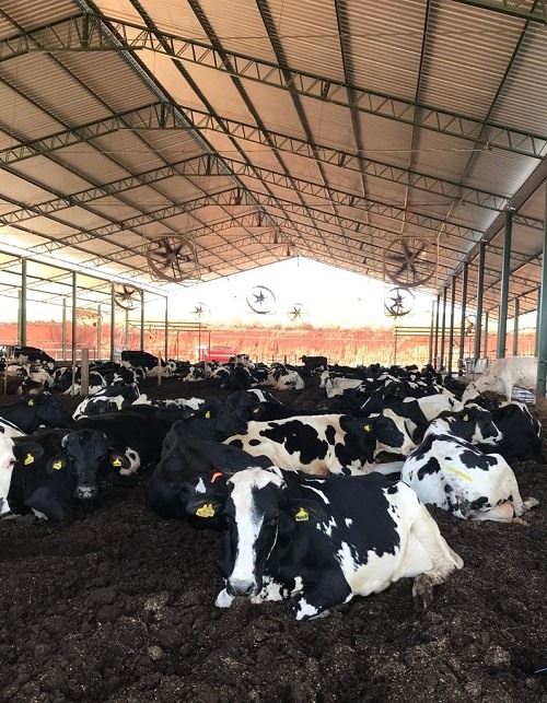 ESPERANTINA: Produtores de leite do Bico vão promover confraternização. (Foto: divulgação)