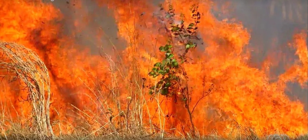 Número de incêndios passou de 4 mil neste ano no Tocantins - Foto: Reprodução/TV Anhanguera