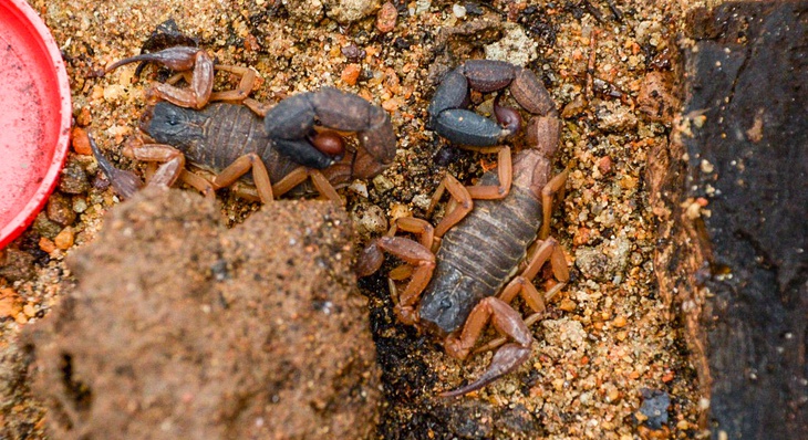 Escorpião é uma espécie de animal peçonhento. Fotógrafo: Raiza Milhomem