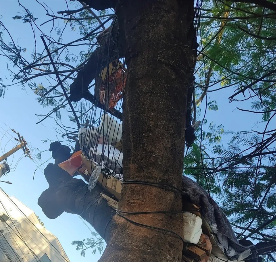 Desempregada e sem Auxílio, Carla passou a dormir em cima de uma árvore. (Foto: divulgação)