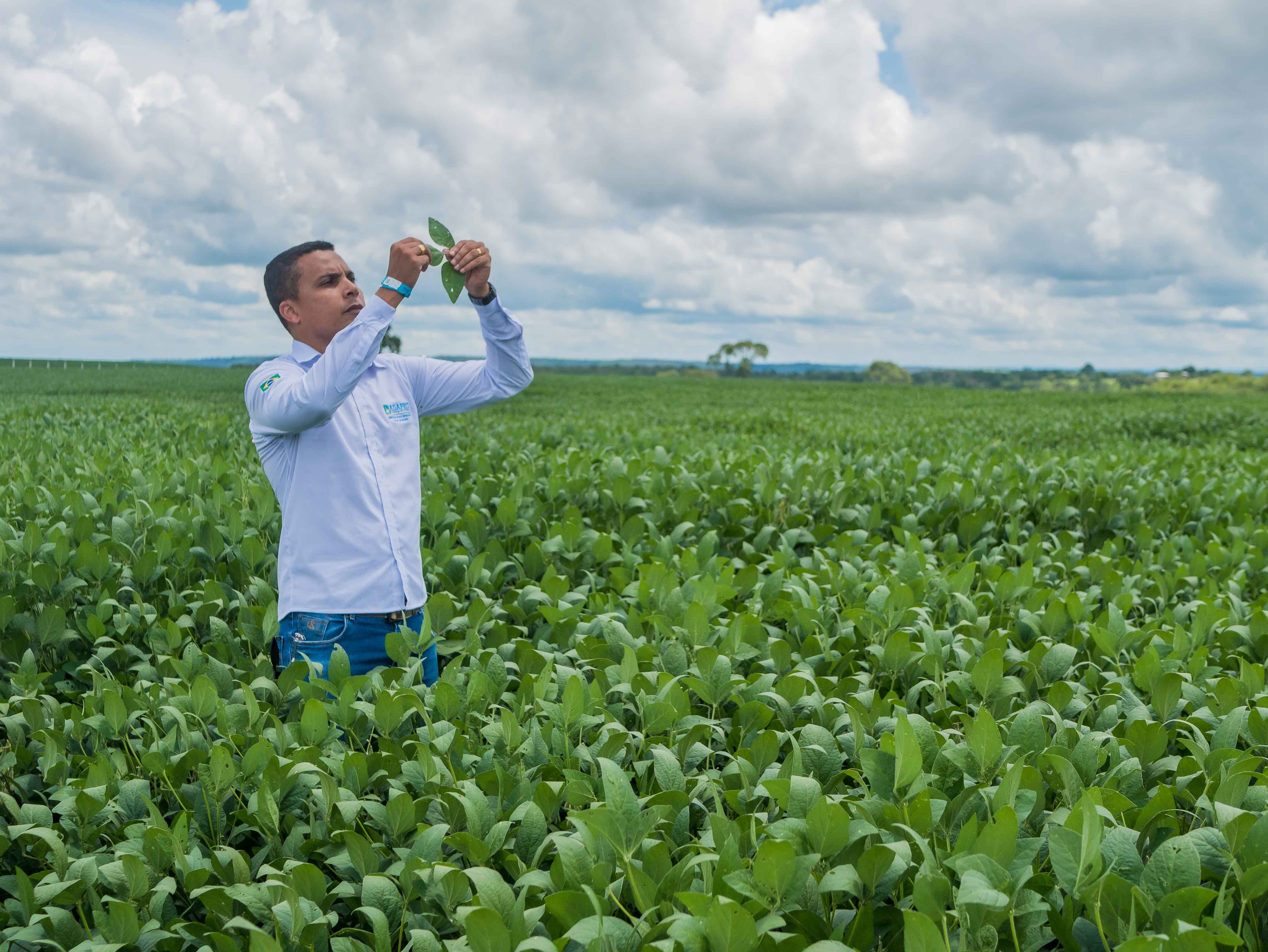 Adapec mantém o monitoramento de pragas nas lavouras de soja do Tocantins/Foto: Keven Lopes / Governo do Tocantins