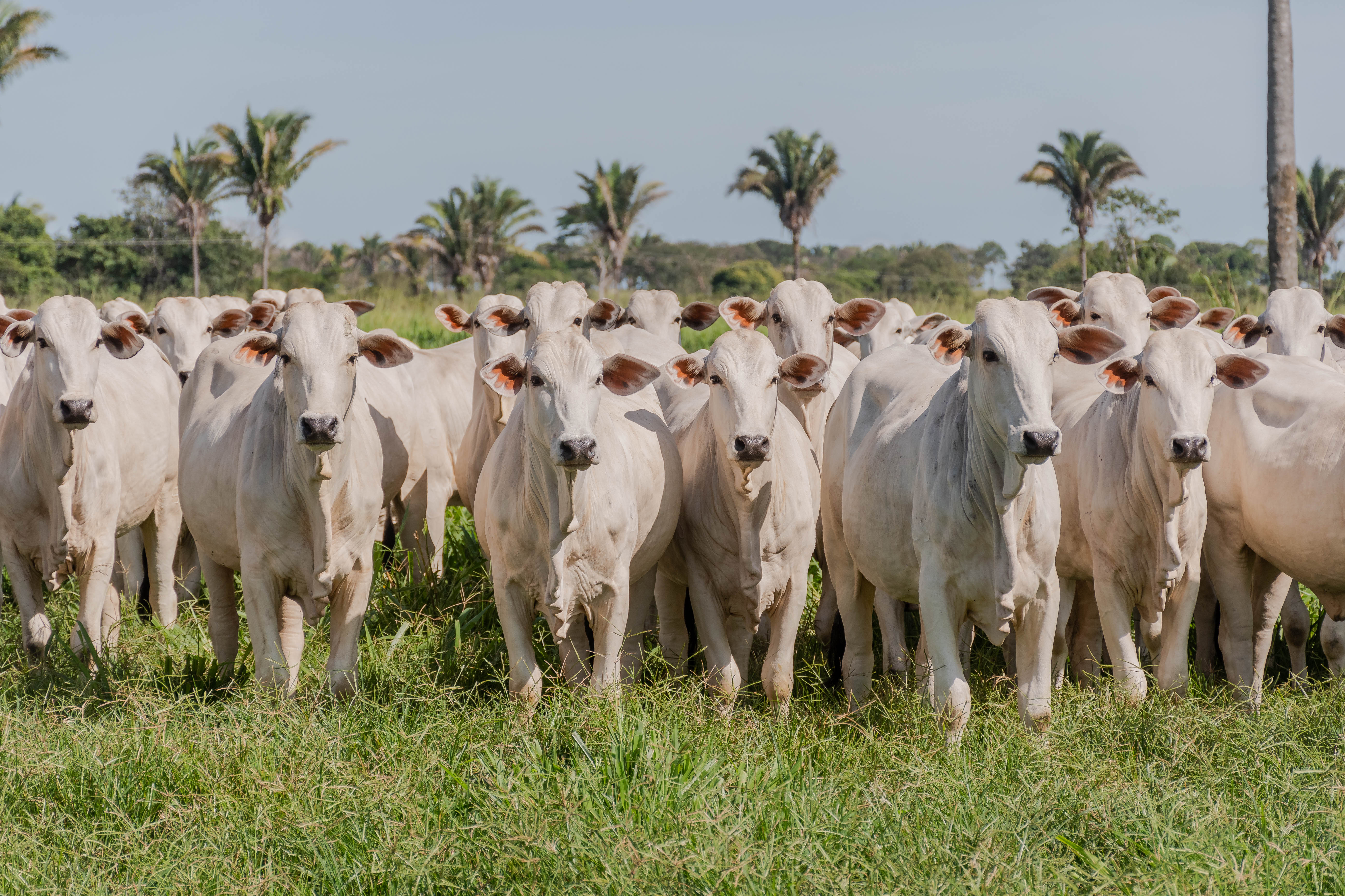 Foto: A expectativa é que seja declarado um rebanho de 10,8 milhões de bovídeos no Tocantins. Foto - Keven Lopes / Governo do Tocantins